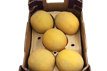 Meloen GALIA per DOOS X5