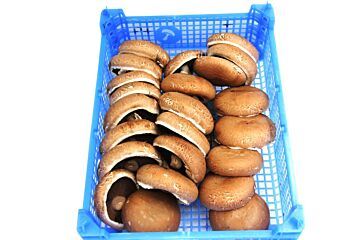 Portabello per MULTIKRAT