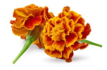 !Bloem Afrikaantjes per bakje