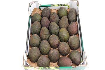 Avocado hass per DOOS X22