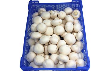 Champignons per MULTIKRAT