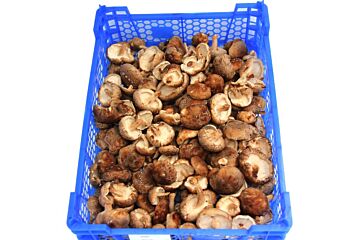 Shii-take per MULTIKRAT