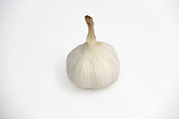 Knoflook bol per stuk