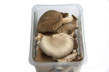 Oesterzwammen per bakje