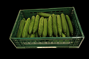 Komkommer PER KIST X36