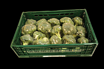 Broccoli per KIST 6KG