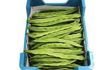 Snijbonen per KIST 4KG
