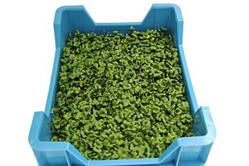 Cress Daikon per DOOS X16