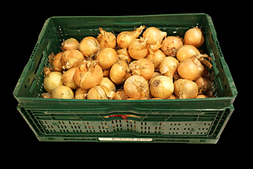 Uien Grof per KIST 20KG