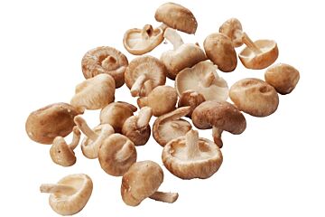 Shii-take MINI per kg