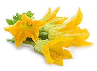 !Courgette FLEUR per DOOS X15