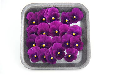Eetbare bloem (viooltjes) PAARS