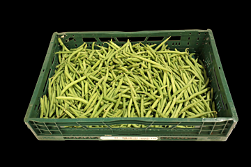 Sperziebonen per DOOS 5KG