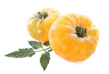 Tomaten ANANAS per DOOS 3,5KG