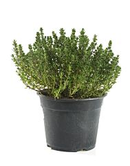 Thijm vers per POT