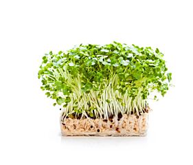 Cress Mustard per bakje