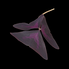 !Yka leaves per DOOS 2x15st