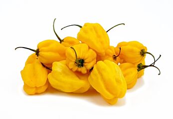 Madame Jeanette geel per kg