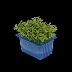 Cress Rucola per bakje