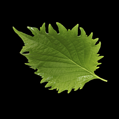 Shiso leaves GROEN per bakje