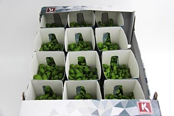 Cress Basilicum per DOOS X12