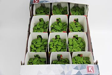 Cress Limoen per DOOS X12