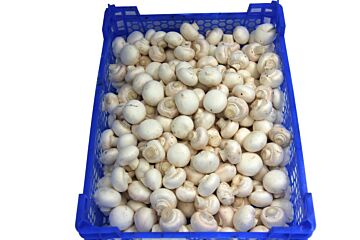 Champignons HOTEL fijn MULTIKRAT