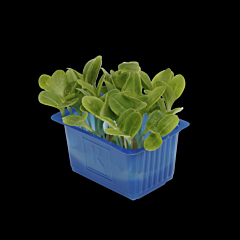 Cress Borage per bakje