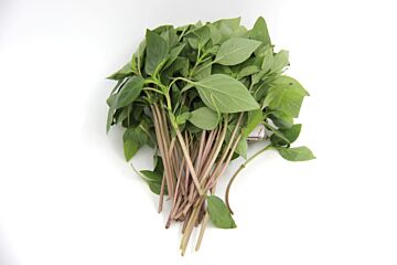 !Thai Basilicum (horapa) per bos