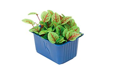 Cress Vene per bakje