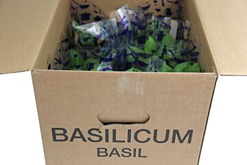 Basilicum POTTEN per DOOS X6