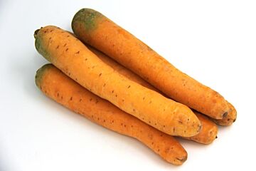 Winterwortel GEEL per kg