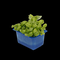 Cress Basilicum per bakje