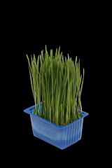 Wheat grass per DOOS X16