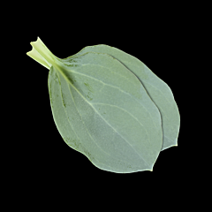 Oyster leaves per bakje