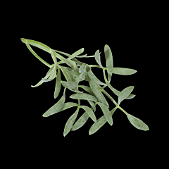 Cress SEA FENNEL per bakje