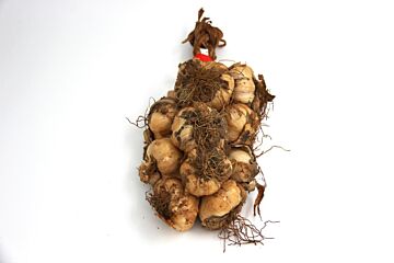 Knoflook GEROOKT per streng