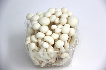 Bundelzwam WIT per bundel