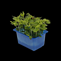 Cress Tahoon per bakje