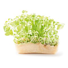 Cress Honny per bakje