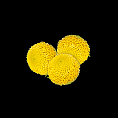 Sechuan button per DOOS 2x30st