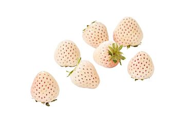 !Whiteberry (Aardbei wit) bakje