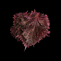 Shiso leaves PAARS per bakje