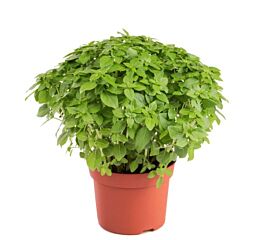 Picolini Basilicum per pot