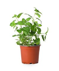 Mint per POT