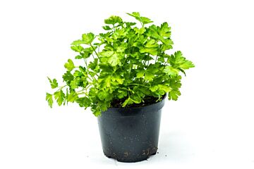 Peterselie per POT