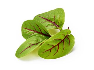 Red Rumex sla per bakje