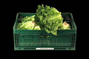 Andijvie per KIST 6KG