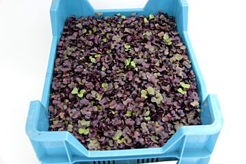 Cress Sakura ROOD per DOOS X16