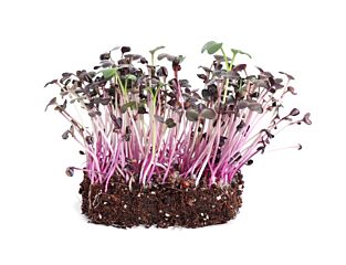 Cress Sakura ROOD per bakje